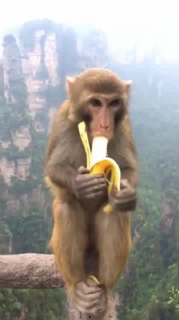 猴子吃香蕉后视频,香蕉盛宴萌态十足