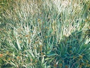 香蕉肉肉精品含羞草1区