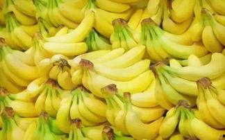 香蕉本道精品,探寻极致口感与独特风味的美食之旅